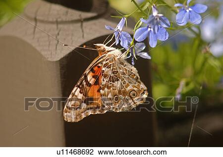 Stock Image - Close up of a butterfly on a flower. Fotosearch
