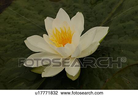 Close-up of a lotus flower in Lake of the woods, Ontario, Canada View Large Photo Image Stock Image - Close-up of a lotus flower in Lake of the woods, Ontario, Canada. Fotosearch