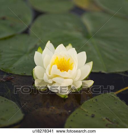 Close-up of lotus leaves and a lotus flower floating on the surface of Lake of the woods, Ontario, Canada View Large Photo Image Stock Image - Close-up of lotus leaves and a lotus flower floating on the surface of Lake of the woods, Ontario, Canada. Fotosearch