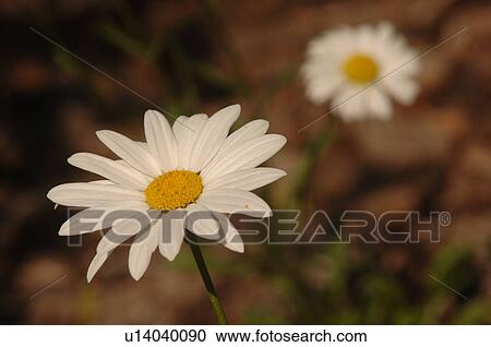 Closeup of a daisy View Large Photo Image Stock Image - Closeup of a daisy. Fotosearch