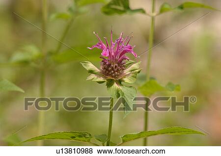 Stock Photo - Closeup of a wildflower. Fotosearch