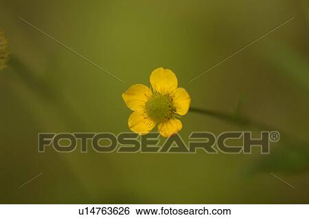 Stock Photograph - Closeup of a wildflower. Fotosearch