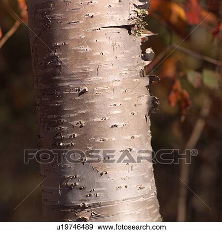 Closeup of Bark peeling off tree trunk View Large Photo Image Stock Photo - Closeup of Bark peeling off tree trunk. Fotosearch