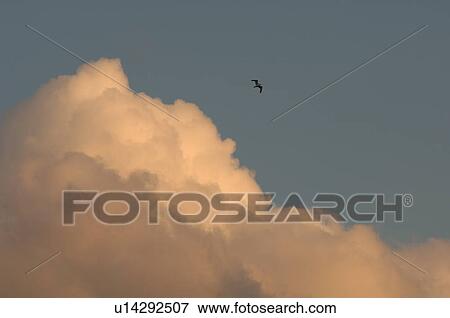 Stock Photo - Clouds and birds in the sky. Fotosearch