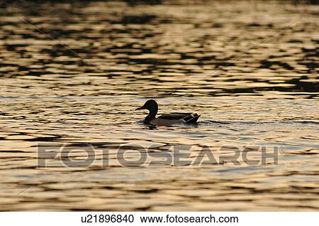 Duck on water at Lake of the Woods View Large Photo Image Stock Image - Duck on water at Lake of the Woods. Fotosearch