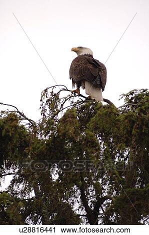 Eagle perched on tree top, Wild Pacific Trail, Vancouver Island, Canada View Large Photo Image Stock Image - Eagle perched on tree top, Wild Pacific Trail, Vancouver Island, Canada. Fotosearch