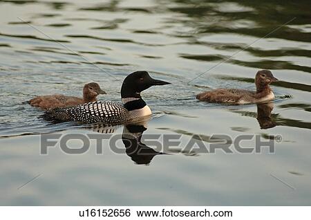 Family of ducks in water View Large Photo Image Stock Photograph - Family of ducks in water. Fotosearch