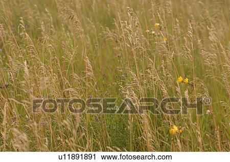 Field of tall grass and wildflowers View Large Photo Image Stock Image - Field of tall grass and wildflowers. Fotosearch