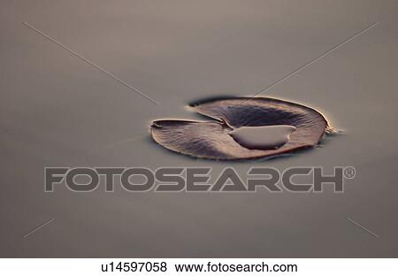 Lake of the Woods View Large Photo Image Stock Photo - Lake of the Woods. Fotosearch
