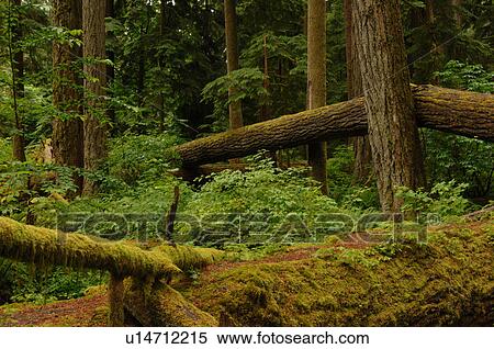 Logs and trees in forest, Cathedral Grove Trail, Vancouver Island, Canada View Large Photo Image Stock Photography - Logs and trees in forest, Cathedral Grove Trail, Vancouver Island, Canada. Fotosearch