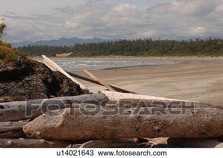 Stock Image - Logs on shoreline, Wickaninnish Beach Trail, Vancouver Island, Canada. Fotosearch