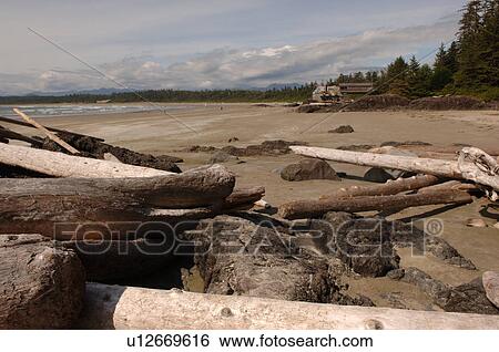 Stock Photograph - Logs on shoreline, Wickaninnish Beach Trail, Vancouver Island, Canada. Fotosearch