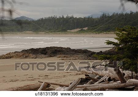 Logs on shoreline, Wickaninnish Beach Trail, Vancouver Island, Canada View Large Photo Image Stock Photograph - Logs on shoreline, Wickaninnish Beach Trail, Vancouver Island, Canada. Fotosearch