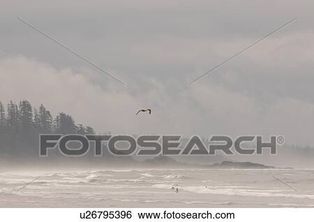 Stock Photograph - Long Beach, Pacific Rim National Park, Vancouver Island, Canada. Fotosearch