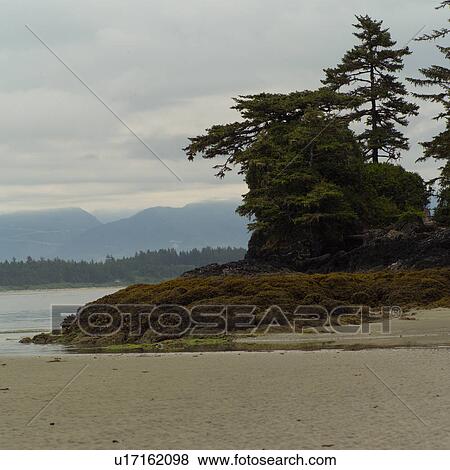 Low tide on beach, Pacific Rim National Park, Vancouver Island, Canada View Large Photo Image Stock Photo - Low tide on beach, Pacific Rim National Park, Vancouver Island, Canada. Fotosearch