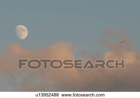 Stock Photo - Moon in daylight sky. Fotosearch