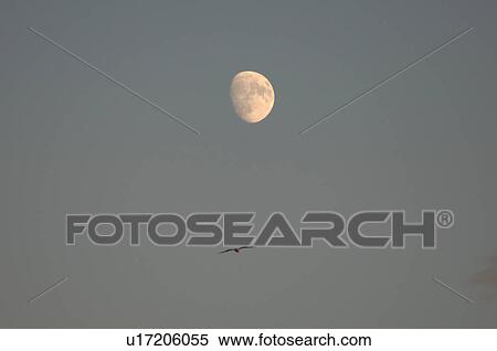 Moon in twilight sky View Large Photo Image Stock Photography - Moon in twilight sky. Fotosearch