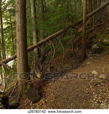 Nature trails in British Columbia. Canada View Large Photo Image Stock Image - Nature trails in British Columbia. Canada. Fotosearch