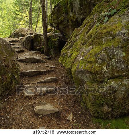 Nature trails in British Columbia. Canada View Large Photo Image Stock Photo - Nature trails in British Columbia. Canada. Fotosearch