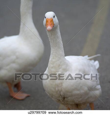 Stock Photo - Nature trails in British Columbia. Canada. Fotosearch