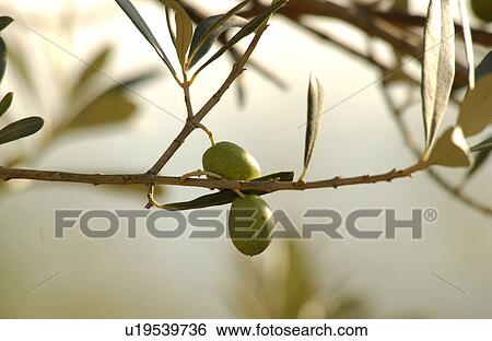 Olives - Tuscany, Italy View Large Photo Image Stock Photograph - Olives - Tuscany, Italy. Fotosearch