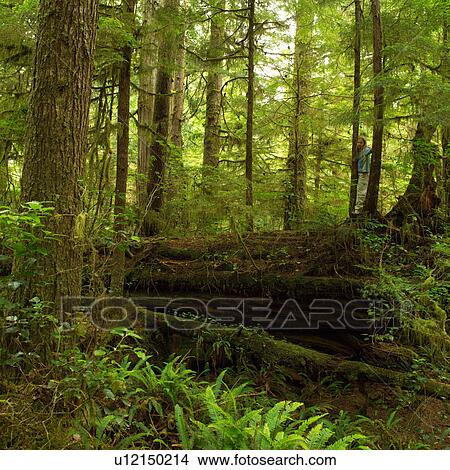 Picture - Rain Forest Trail, Pacific Rim National Park, Vancouver Island, Canada. Fotosearch