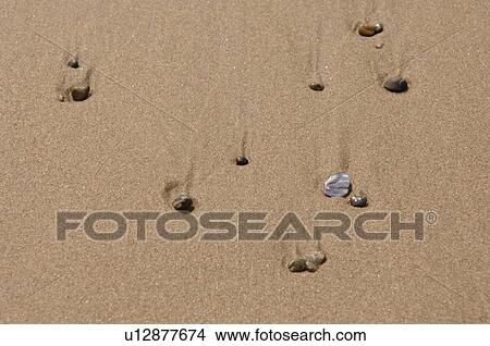 Picture - Rocks and Seashells in Sand, Long Beach, Vancouver Island. Fotosearch