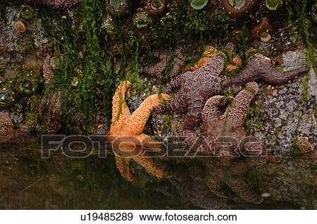 Stock Photo - Starfish on side of a rock, Pacific Rim National Park, Vancouver Island, Canada. Fotosearch