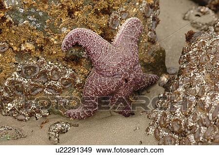 Starfish on side of a rock, Pacific Rim National Park, Vancouver Island, Canada View Large Photo Image Stock Photo - Starfish on side of a rock, Pacific Rim National Park, Vancouver Island, Canada. Fotosearch