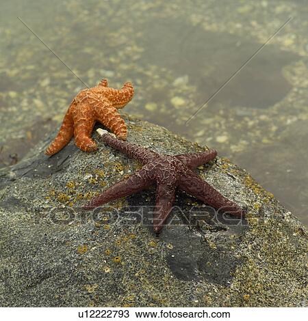 Starfish, Pacific Rim Park, Vancouver Island, Canada View Large Photo Image Stock Image - Starfish, Pacific Rim Park, Vancouver Island, Canada. Fotosearch