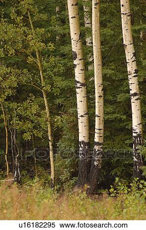 Stock Photography - Trees in forest around Oil Sands. Fotosearch