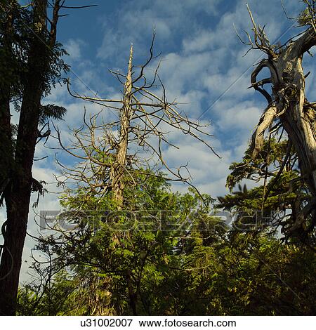 Trees on Broken Islands, Pacific Rim Park, Vancouver Island, Canada View Large Photo Image Stock Photo - Trees on Broken Islands, Pacific Rim Park, Vancouver Island, Canada. Fotosearch