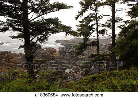 Picture - View along Wild Pacific Trail, Pacific Rim National Park, Vancouver Island, Canada. Fotosearch