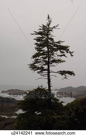 View along Wild Pacific Trail, Pacific Rim National Park, Vancouver Island, Canada View Large Photo Image Stock Image - View along Wild Pacific Trail, Pacific Rim National Park, Vancouver Island, Canada. Fotosearch