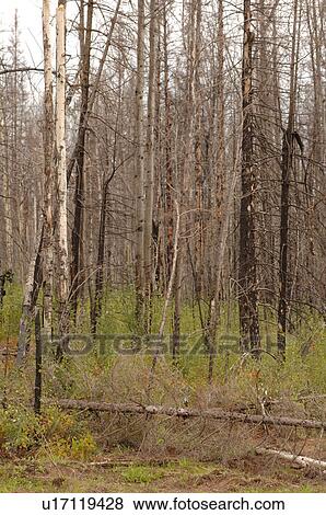 Stock Photo - Woodlands surrounding oil sands. Fotosearch