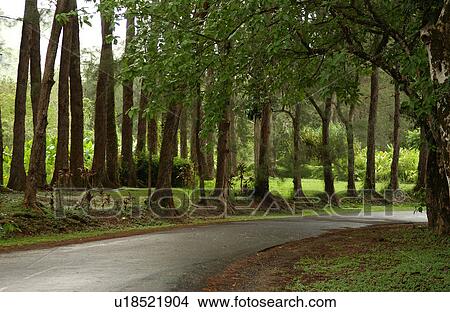 A country road lined with trees View Large Photo Image Picture - A country road lined with trees. Fotosearch