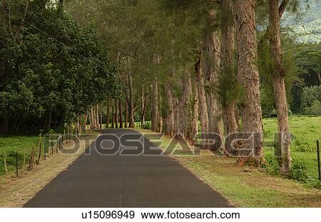 A country road lined with trees View Large Photo Image Stock Photo - A country road lined with trees. Fotosearch