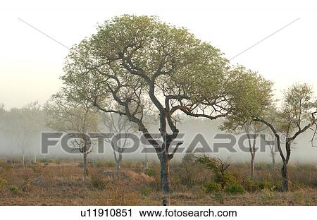 African Landscape View Large Photo Image Stock Image - African Landscape. Fotosearch