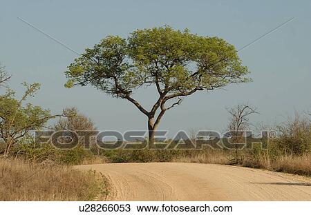 Stock Image - African Landscape. Fotosearch