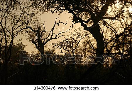 Stock Photograph - African Landscape. Fotosearch