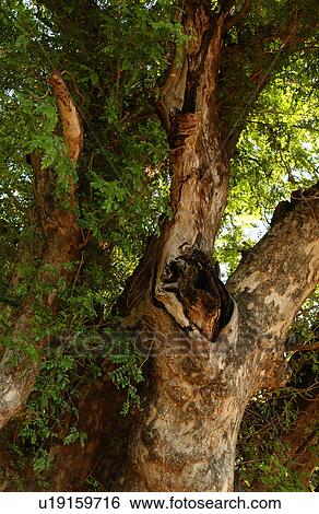 African Landscape View Large Photo Image Stock Photograph - African Landscape. Fotosearch
