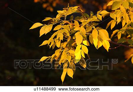 Stock Photo - Autumn Leaves. Fotosearch