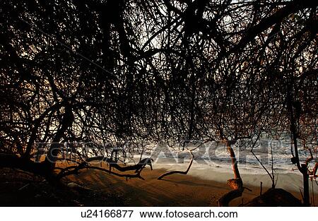 Stock Photo - Big Island of Hawaii - vegetation. Fotosearch