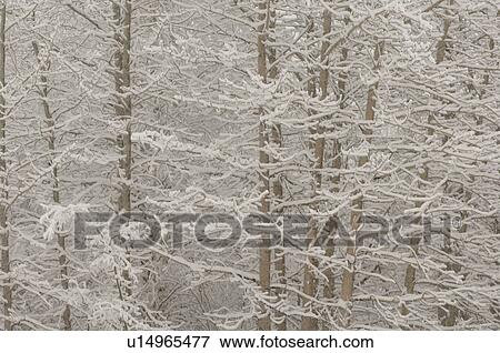 Stock Photo - Close up of snow covered tree branches. Fotosearch