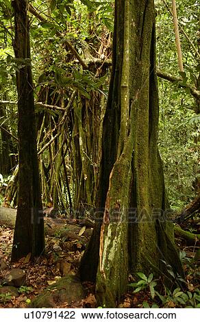 Stock Image - Close-up of trees in a tropical forest. Fotosearch