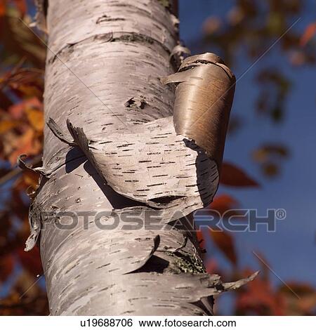Closeup of Bark peeling off tree trunk View Large Photo Image Stock Photograph - Closeup of Bark peeling off tree trunk. Fotosearch