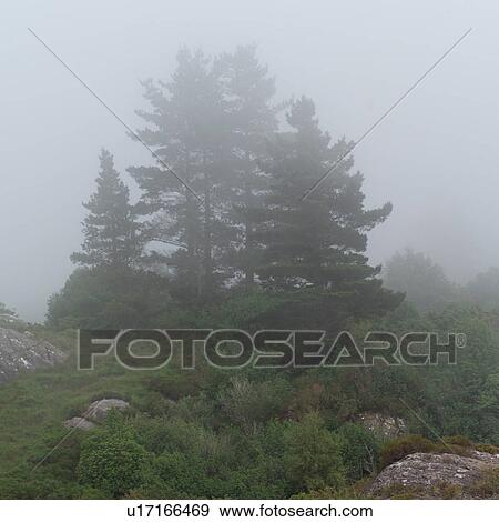 Stock Photo - Evergreen trees in fog. Fotosearch