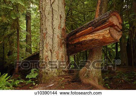 Picture - Logs and trees in forest. Fotosearch