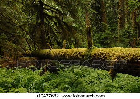 Logs and trees in forest View Large Photo Image Stock Image - Logs and trees in forest. Fotosearch