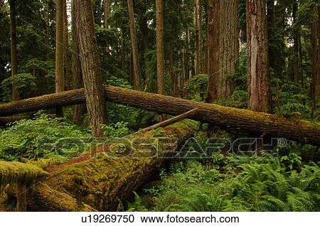 Logs and trees in forest View Large Photo Image Stock Image - Logs and trees in forest. Fotosearch